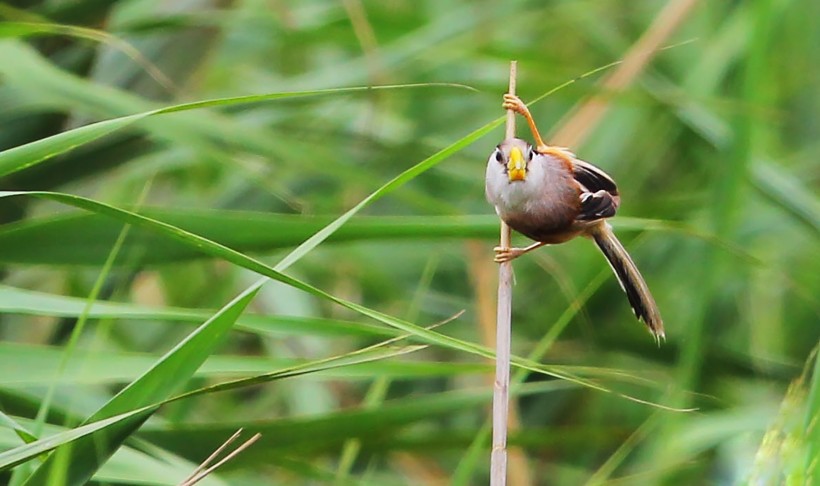 珍稀鳥種之震旦鴉雀圖片