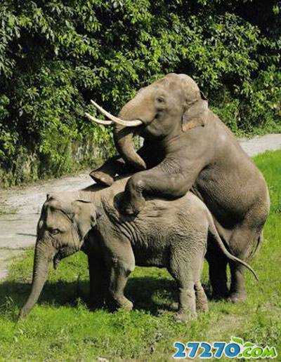 动物世界 大象的活跃