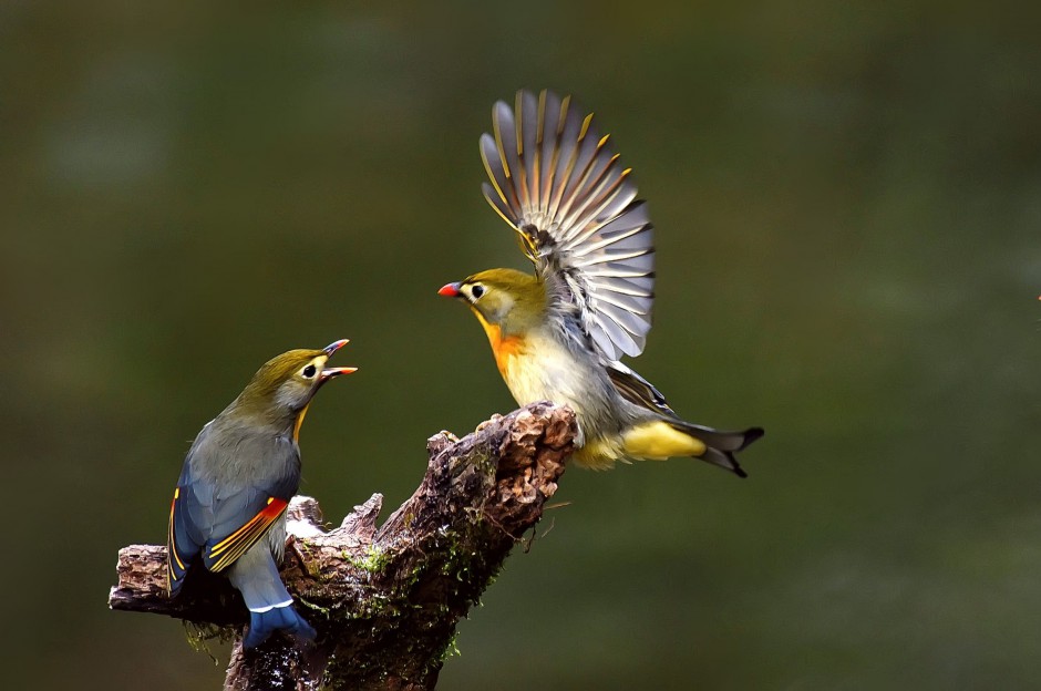 鳴聲動人的相思鳥圖片