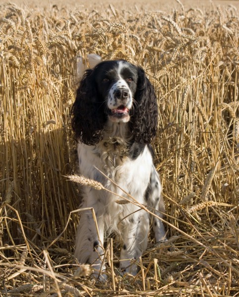 英国跳猎犬图片