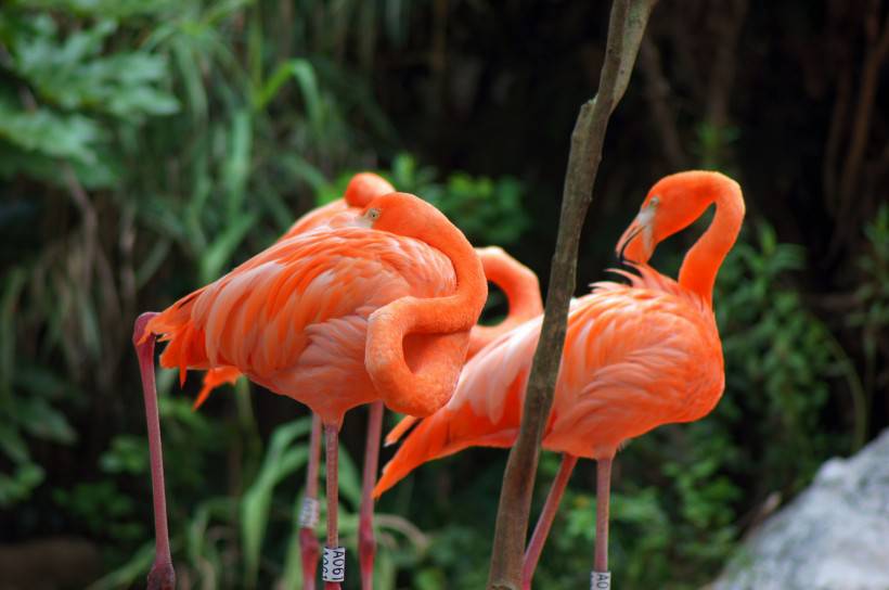 野生動(dòng)物園粉紅色的火烈鳥圖片特寫