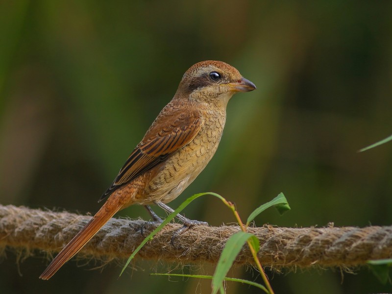 紅尾伯勞鳥圖片