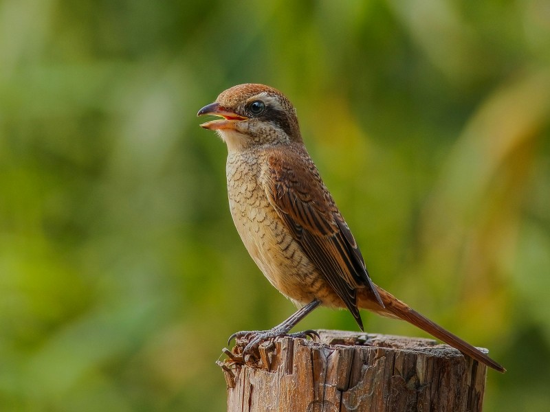 紅尾伯勞鳥圖片