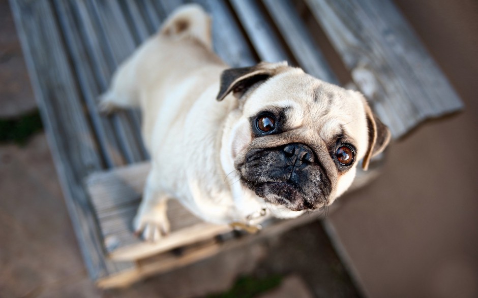 小八哥犬图片丑萌可爱