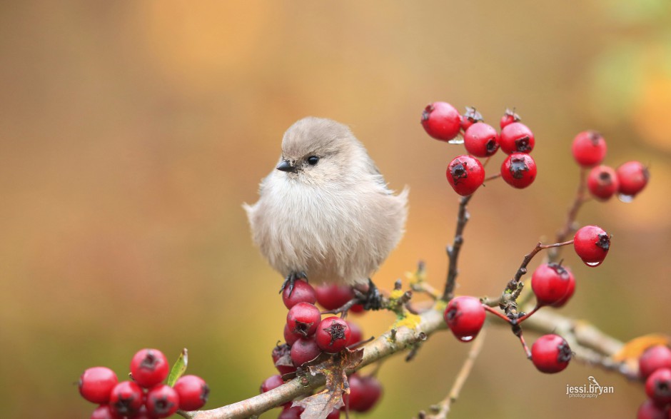 東北野生鳥類圖片高清攝影