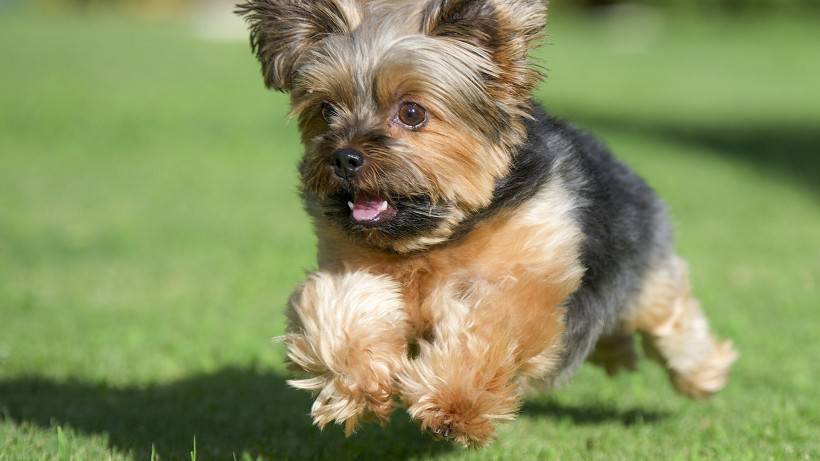 絲毛梗犬圖片神態(tài)頑皮逗人