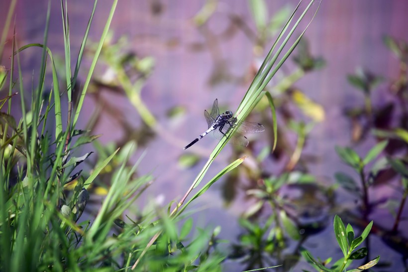 荷塘的蜻蜓图片
