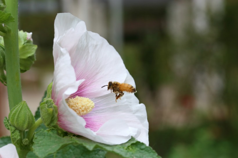 蜜蜂采蜜与授粉图片