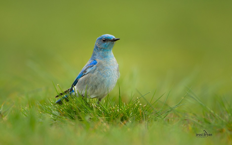 東北野生鳥類圖片高清攝影