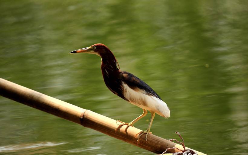 中國鳥類動物池鷺攝影圖片