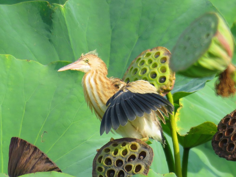 黃葦鳽圖片