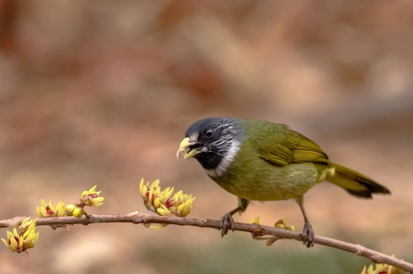 野生鳥類領(lǐng)雀嘴鵯攝影圖片