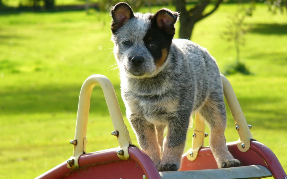 宠物狗狗澳洲牧牛犬图片集锦