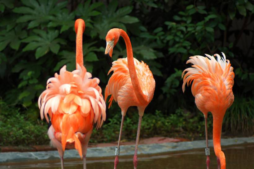 野生動物園粉紅色的火烈鳥圖片特寫