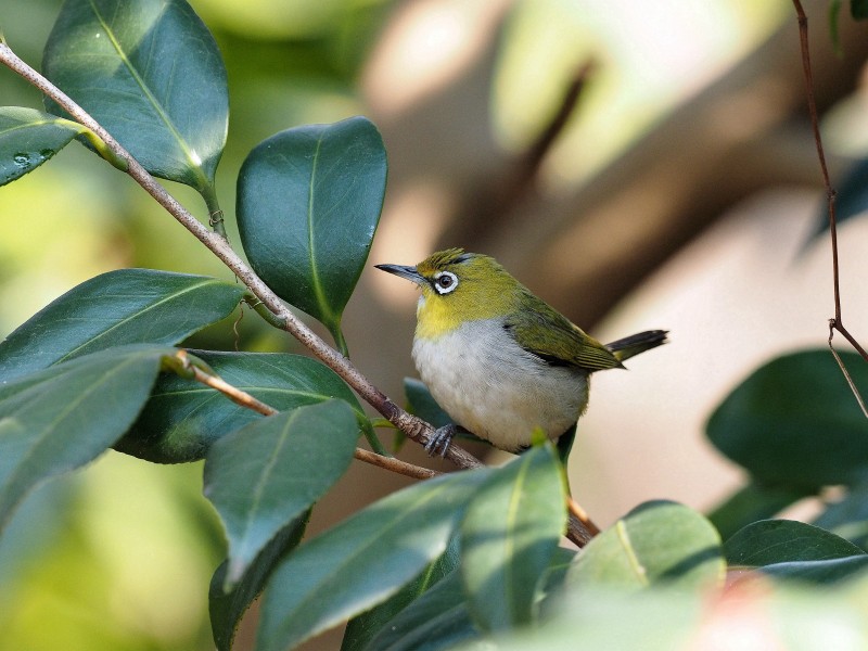 繡眼鳥圖片