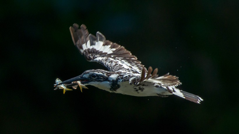 斑魚狗鳥類圖片