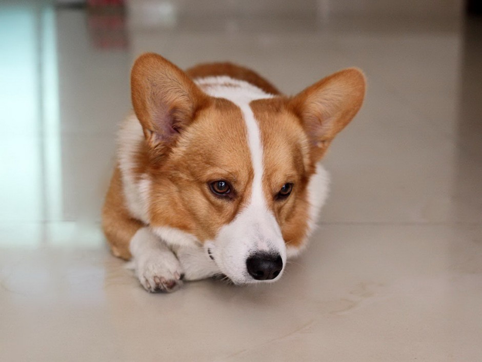 可爱小动物柯基犬