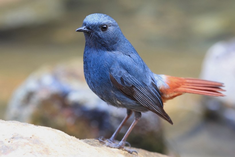 紅尾水鴝鳥類圖片