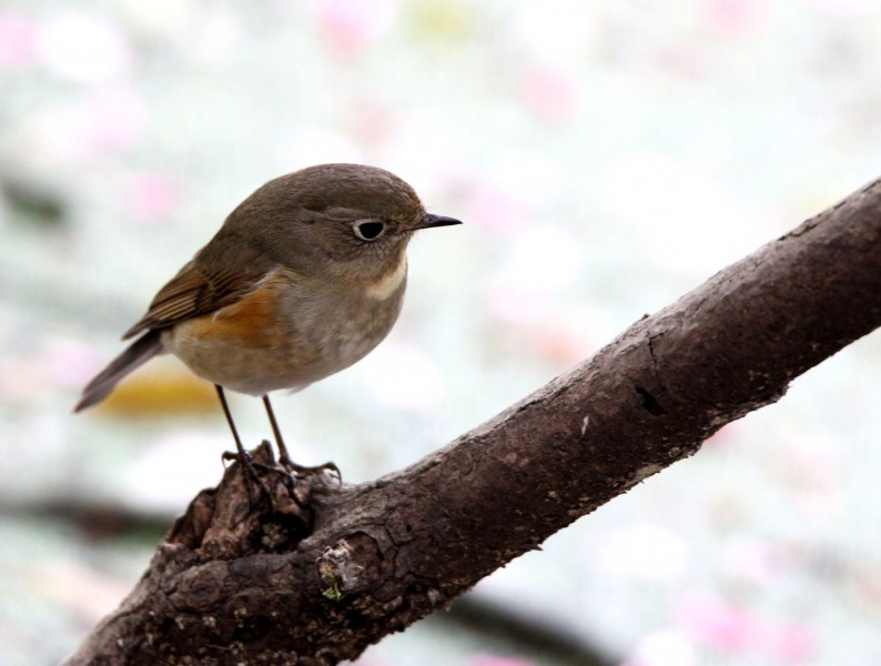 红胁蓝尾鸲图片