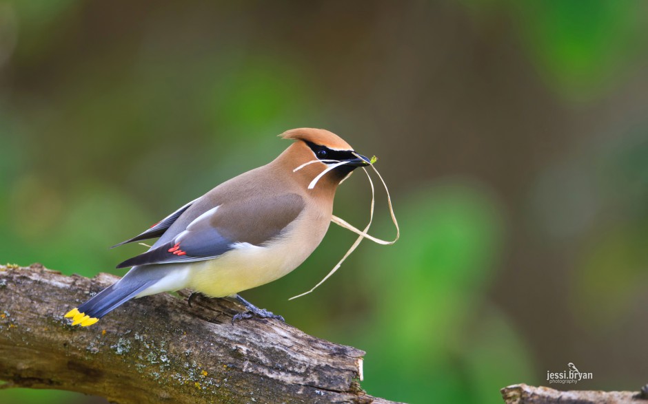 東北野生鳥類圖片高清攝影