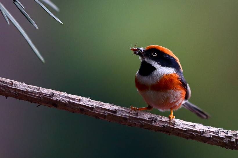 常見野生鳥類圖片活潑覓食的山雀特寫