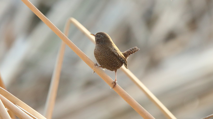 鷦鷯鳥類圖片