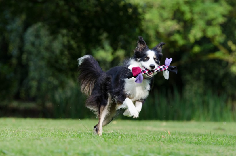 犬种智商第一的边境牧羊犬图片