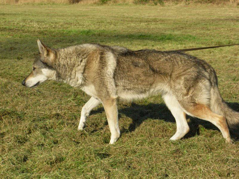 草地休閑散步的捷克狼犬圖片