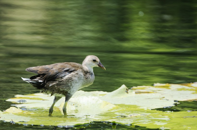 苦惡鳥圖片