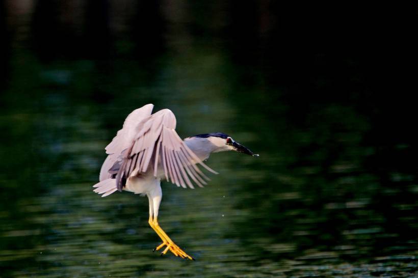 國(guó)家級(jí)保護(hù)鳥(niǎo)類夜鷺捕魚(yú)圖片