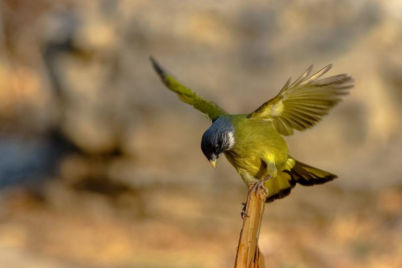 野生鳥類領(lǐng)雀嘴鵯攝影圖片