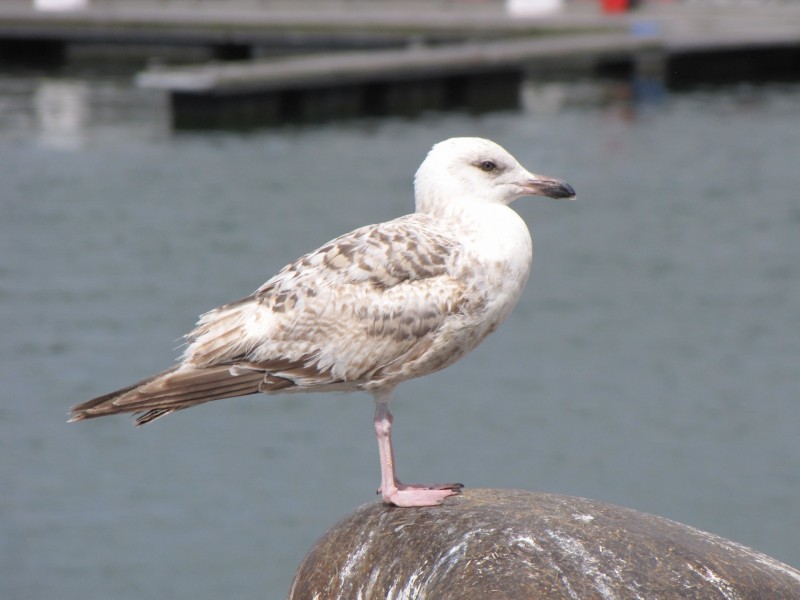 海鷗鳥類圖片