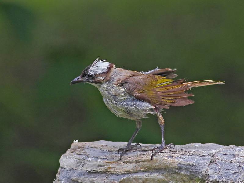 中國(guó)野生鳥(niǎo)類領(lǐng)雀嘴鵯圖片