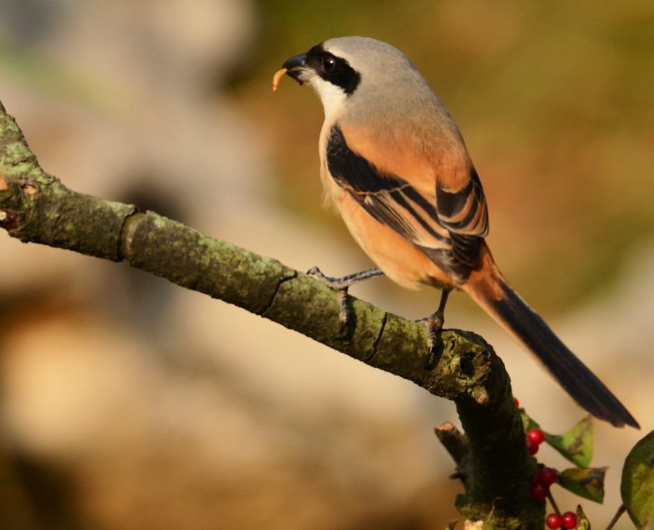 灰背伯勞鳥(niǎo)捕食圖片