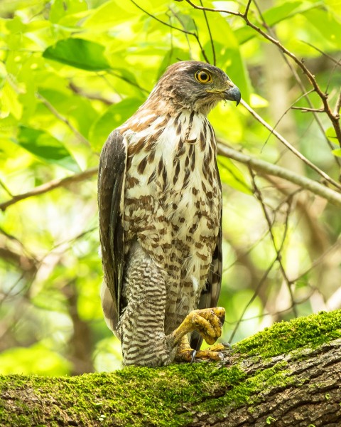 鳳頭鷹圖片