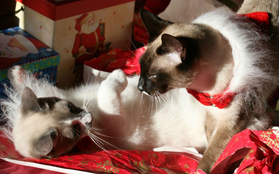 可爱猫咪圣诞节主题壁纸
