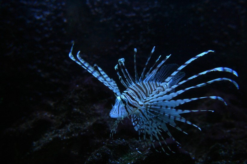 獅子魚(yú)圖片