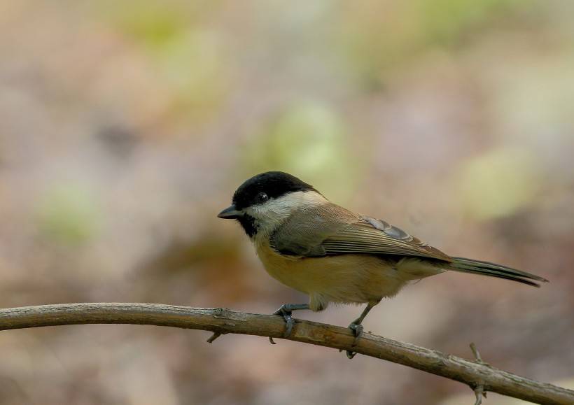 野生鳥類柳鶯圖片大全