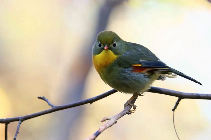 紅嘴相思鳥圖片