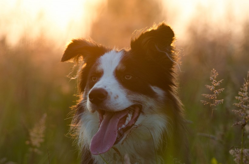 犬种智商第一的边境牧羊犬图片