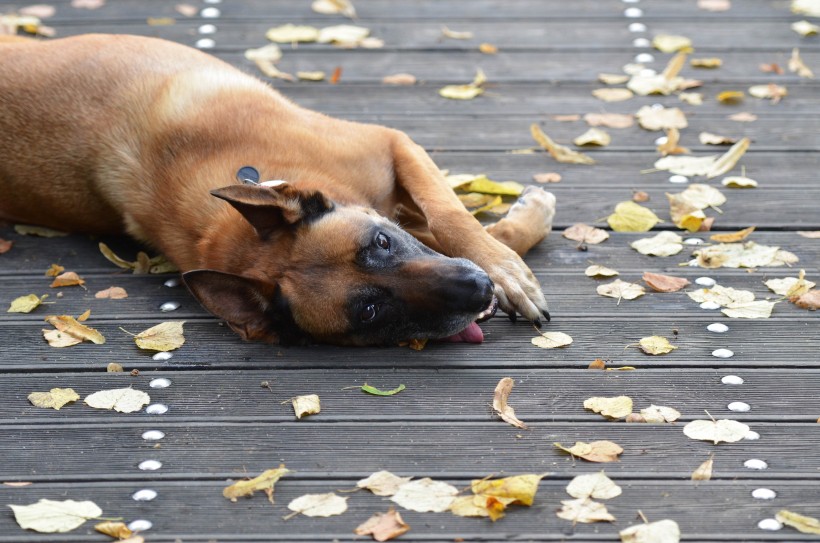 快乐玩耍的玛利诺犬图片