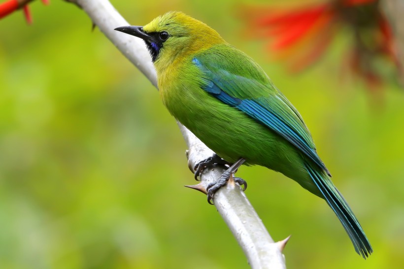 藍(lán)翅葉鵯鳥類圖片