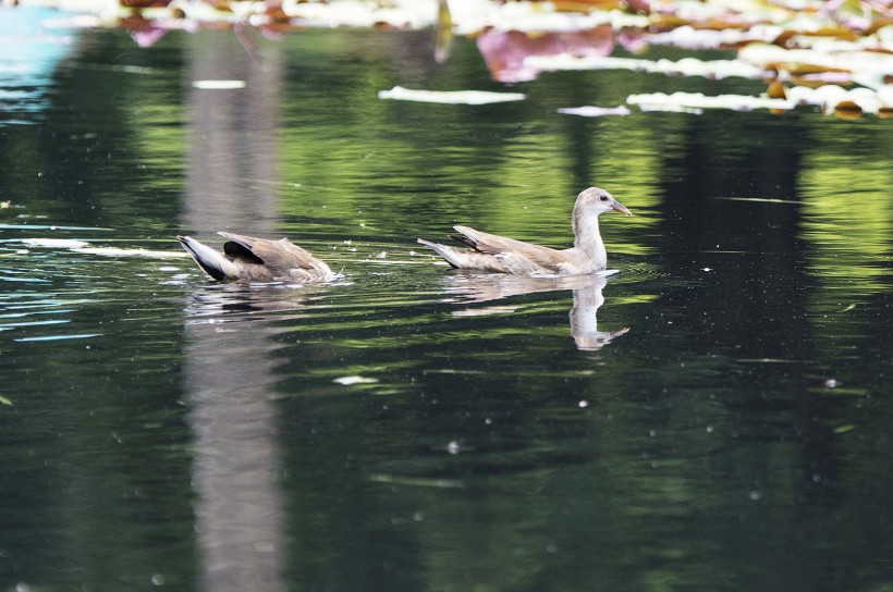 苦惡鳥(niǎo)圖片