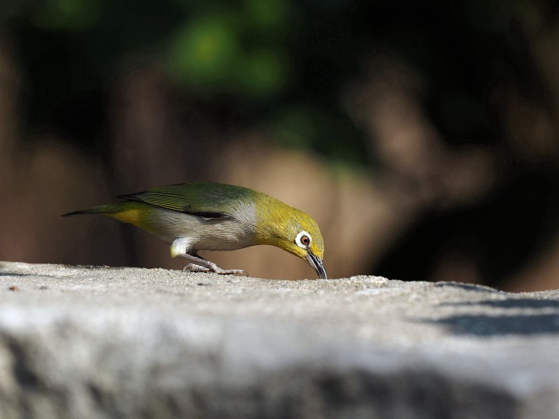 繡眼鳥圖片