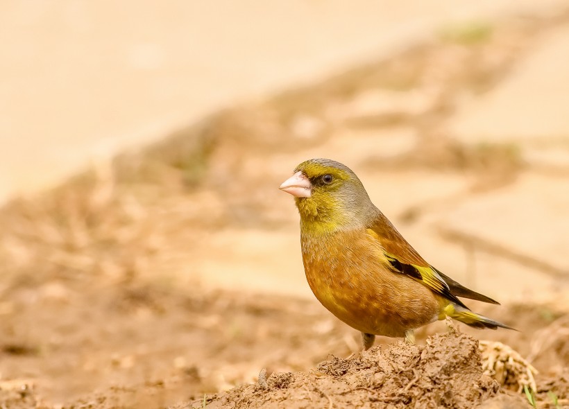 金翅雀鳥類圖片