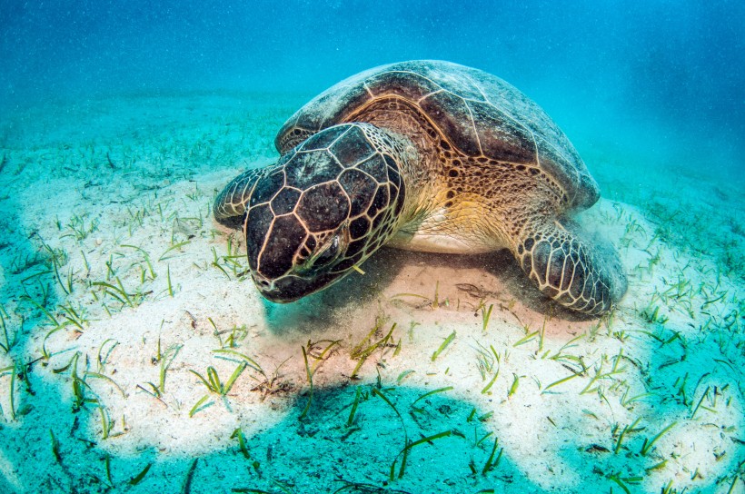 海獅與海龜?shù)膱D片