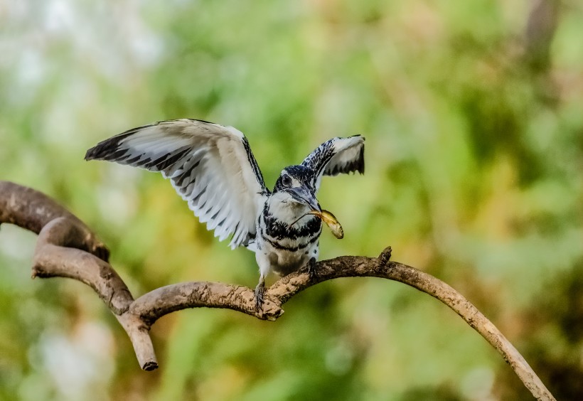 斑魚狗鳥類圖片