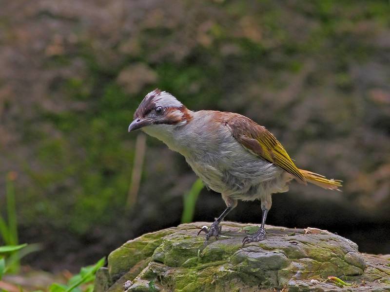 中國(guó)野生鳥類領(lǐng)雀嘴鵯圖片