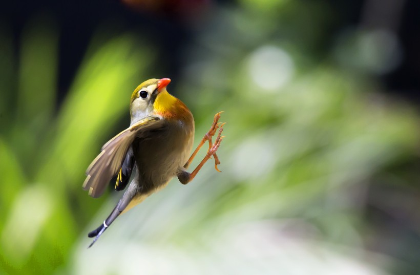 相思鳥圖片