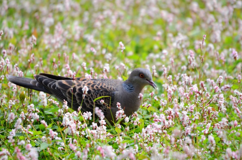 山斑鳩圖片